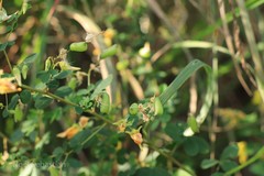 Crotalaria stipitata